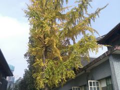 -四川大学(华西校区)