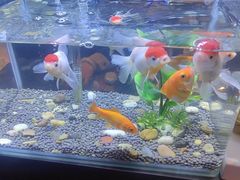 -华夏良子·足道SPA艾灸(王府井店)