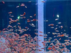 -海合安成都极地海洋公园