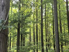 -黄海国家森林公园