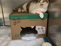 -申普宠物医院·心脏介入·心血管微创(总院)