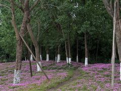 -白鹭湾湿地公园