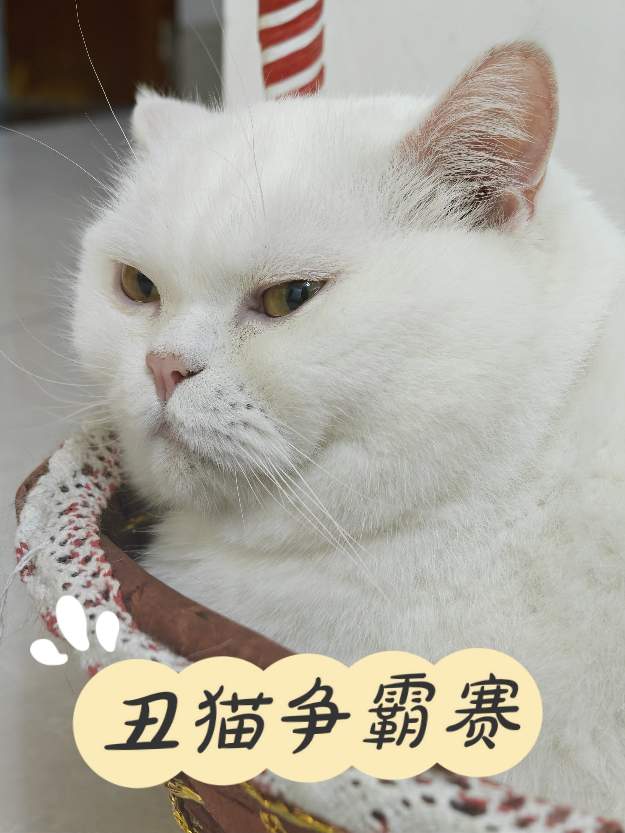 一只猫身上,竟然看见了没头脑和不高兴![流泪]