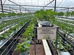 -金马仑薰衣草花园(Cameron Lavender)