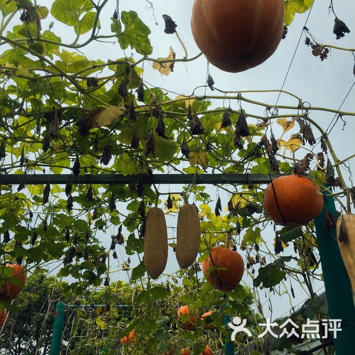 马陆葡萄主题公园图片-北京采摘/农家乐-大众点评网