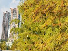 -重庆彩云湖湿地公园