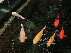 -新世纪大酒楼·30年南海菜