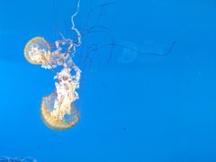 -太平洋海底世界