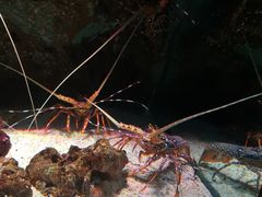 -暹罗海洋世界