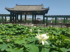 -莲花池公园