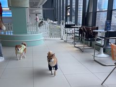 -怪兽屋·羊驼·猫咖·狗咖(俊华广场店)