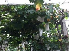 -马陆小张葡萄园农家乐