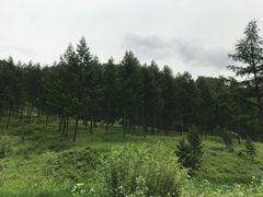 -塞罕坝国家级自然保护区