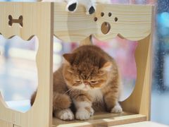 -瞄一喵猫咖(格力海岸店)
