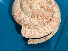 -青岛贝壳博物馆