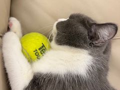 -lincat·猫舍(广州店)