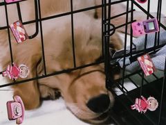 -安安宠医·安宠宠物医院