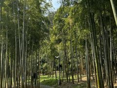 -苏州上方山国家森林公园
