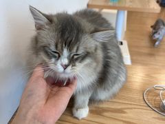 -有喵·猫咖·狗咖·30几只猫10只小狗(岗厦店)
