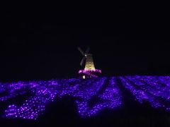 -大塘金香草谷