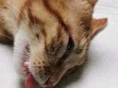 -乐琪宠物医院·犬猫专科·骨外科·急重症