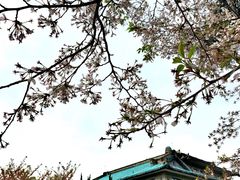 -武汉大学-樱园