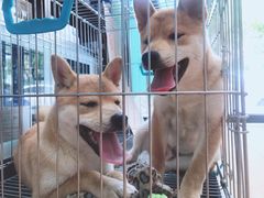 -瑞派·关忠动物医院·异宠专科·犬猫肿瘤·皮肤专科(望京店)