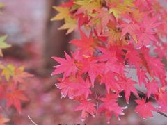 -崂山九水游览区