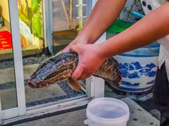 -陈生记黑鱼馆·20年活鱼现杀(宁波鼓楼店)