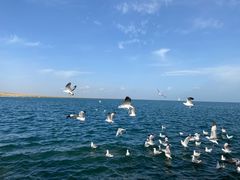 -青海湖国家重点风景名胜区