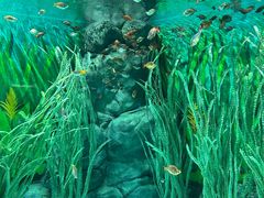 -上海海洋水族馆