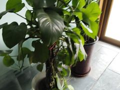 -巴渝兄弟川菜(宽街店)