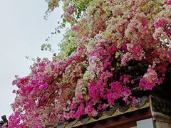 -深圳国际园林花卉博览园