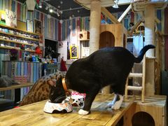 -小时光咖啡馆(开森度假森林店)
