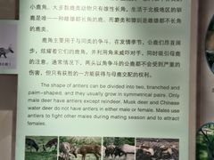 -北京麋鹿生态实验中心