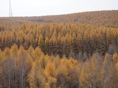 -塞罕坝国家级自然保护区