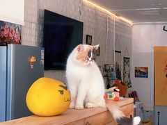 -平行世界·猫咖(首经贸店)