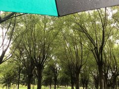 -洨河生态公园