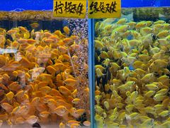 -青石桥花鸟鱼虫市场(叠翠城店)