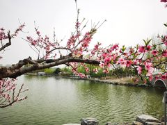 -大兴滨河森林公园