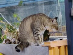 -章记正宗南岗鱼蛋火锅