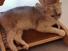 -飞行喵MR PILOT|猫舍·猫咖(静安大融城店)