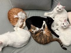 -pd派德宠物中心医院24H急重症·眼科中心·血液透析中心(嵩山北路店)