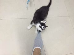 -翊宠yipet猫狗购宠庄园犬舍•猫舍