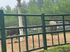 -秦皇岛野生动物园