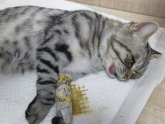-北京观赏动物医院·24小时大型综合·猫专科·异宠专科