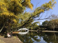 -上海共青森林公园