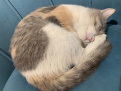 -平行世界·猫咖(首经贸店)