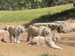 -北京野生动物园