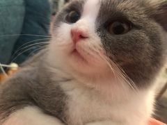 -猫大福·Fortune Cat猫舍(百子湾店)